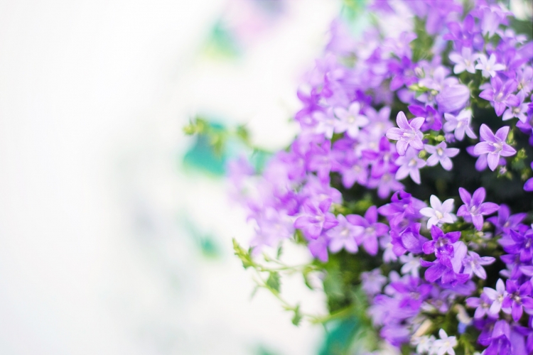 purple-flowers-2191635_1920.jpg